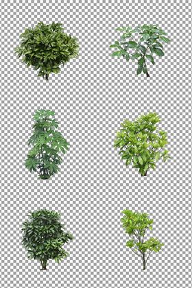 绿色清新小树木