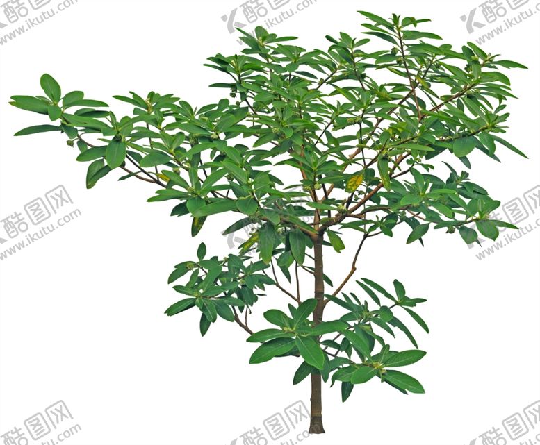 编号：32542710141013428057【酷图网】源文件下载-结香