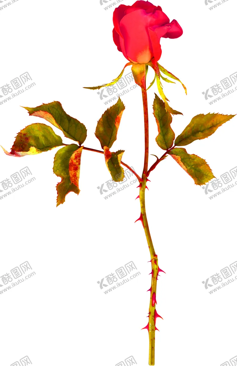 编号：89433107061812077504【酷图网】源文件下载-花素材