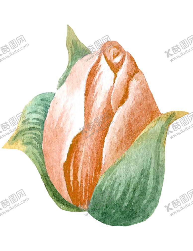 编号：45079505122231219167【酷图网】源文件下载-手绘植物