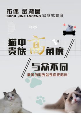 布偶 金渐层猫灯箱