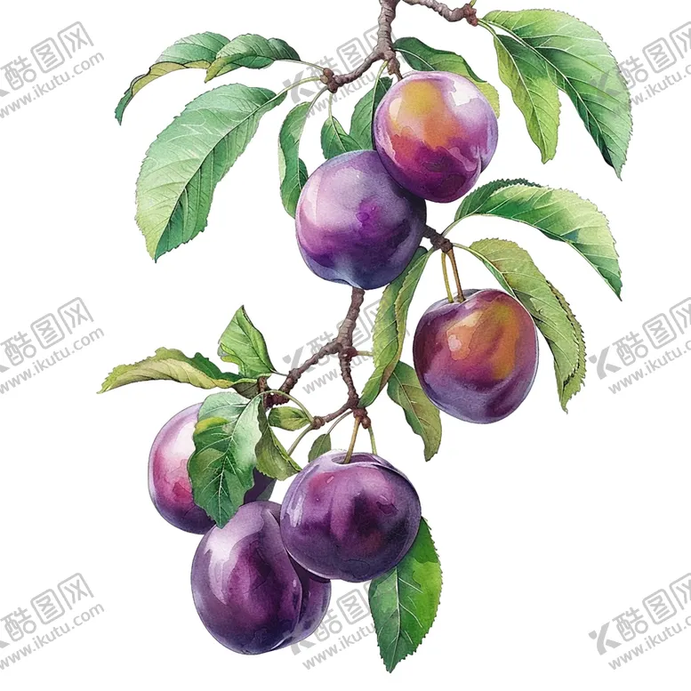 编号：75330602150352563752【酷图网】源文件下载-插画李子