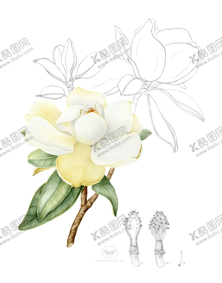 编号：99938706260742308033【酷图网】源文件下载-多肉植物花朵绘画素材