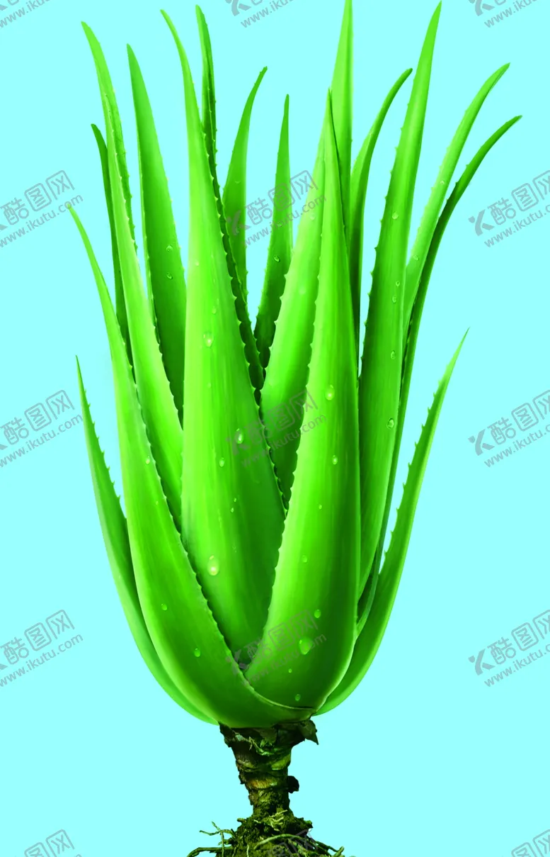 编号：59371106231722388346【酷图网】源文件下载-芦荟