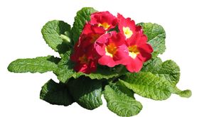 免扣花卉素材