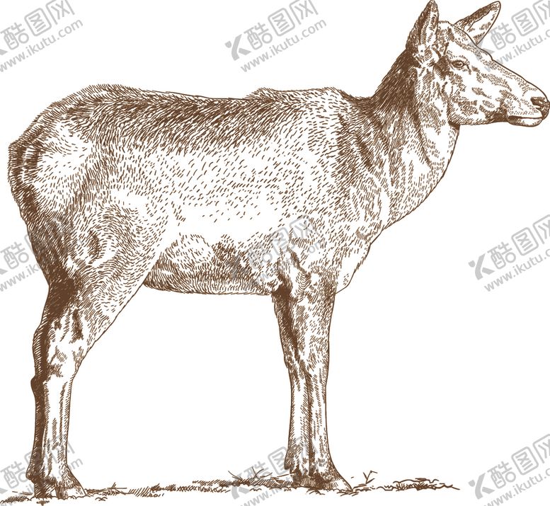 编号：63140907130709045097【酷图网】源文件下载-动物素描