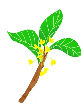手绘桂花png免抠素材糕八月叶
