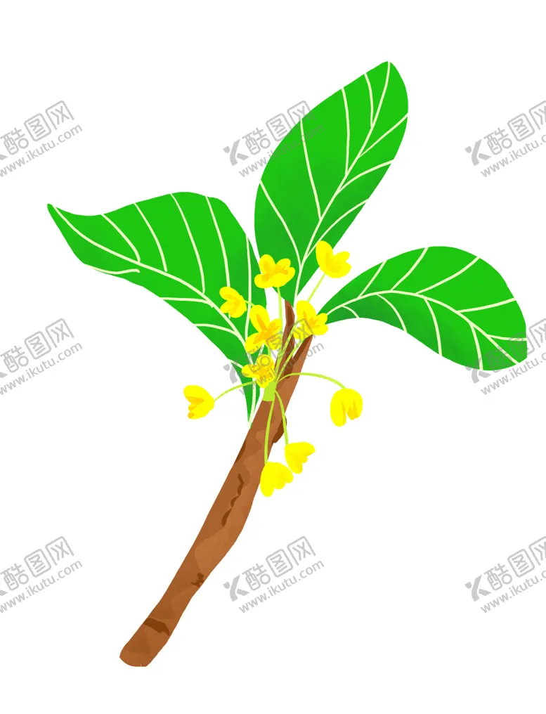 编号：11573302110814283733【酷图网】源文件下载- 手绘桂花png免抠素材