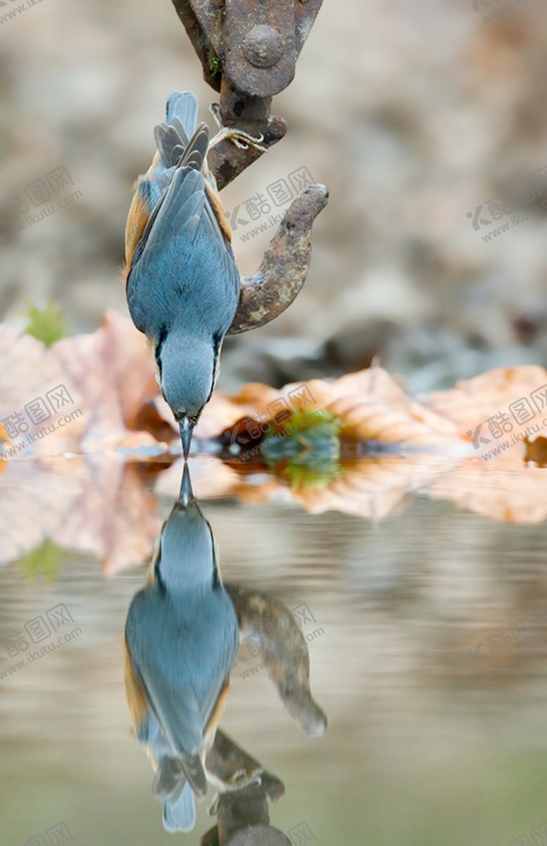 编号：21392710040745199571【酷图网】源文件下载-鸟类摄影图