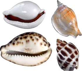 海螺