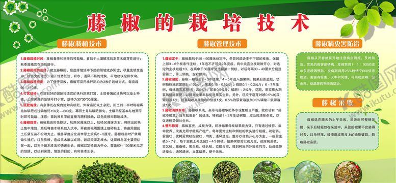 编号：61370804200243153474【酷图网】源文件下载-藤椒的栽培技术