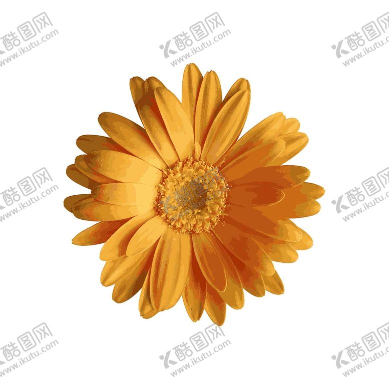 编号：86920410030036435936【酷图网】源文件下载-非洲菊