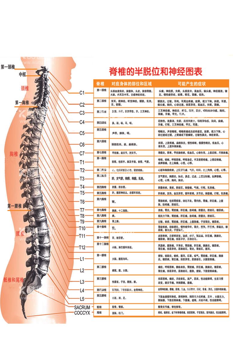 编号：75017412230103582593【酷图网】源文件下载-脊椎全息图