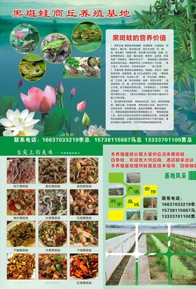 养殖青蛙销售