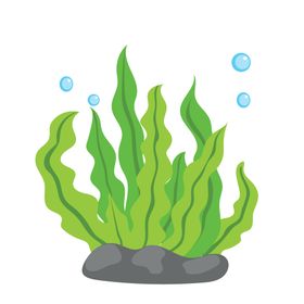 绿色海藻
