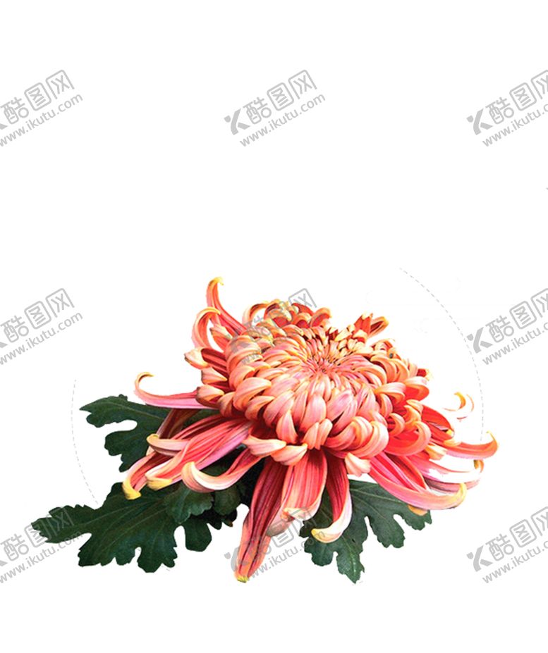 编号：67645906240407264928【酷图网】源文件下载-菊花装饰