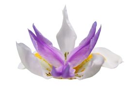 花边