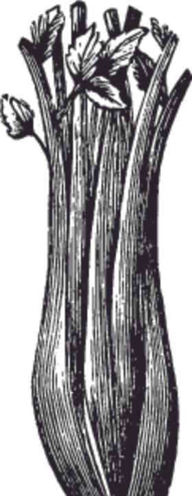 素描手绘蔬菜