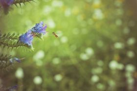蜜蜂生物世界虫类昆虫