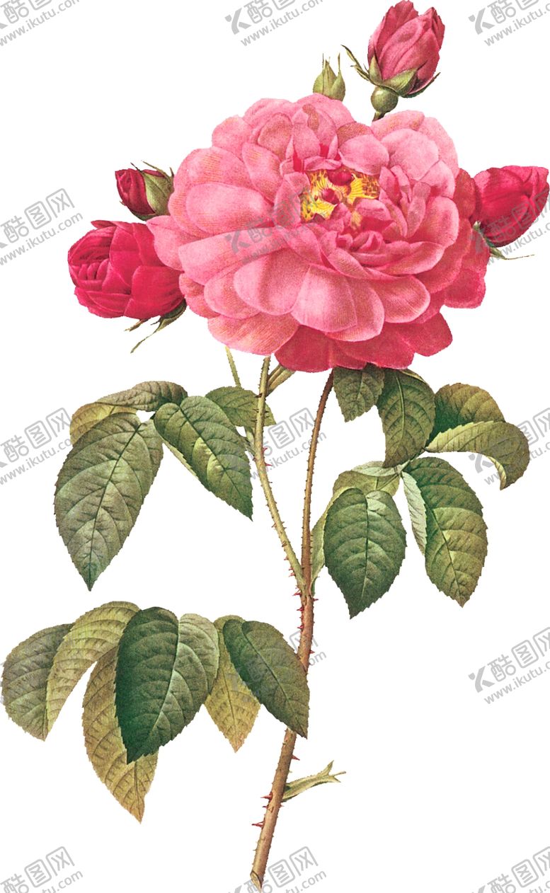 编号：88011901122118442510【酷图网】源文件下载-花卉素材