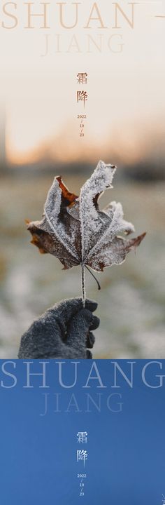 霜降节气唯美海报