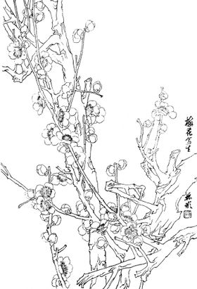 梅花PSD分层工笔国画线稿