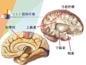 大脑解剖图