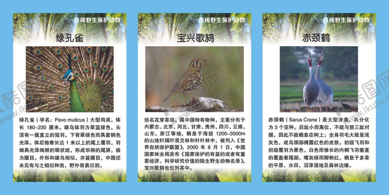 编号：92408210051746453824【酷图网】源文件下载-珍稀野生保护动物