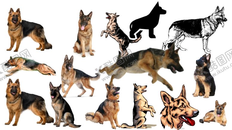 编号：98503709251345594573【酷图网】源文件下载-德牧犬png免扣图片