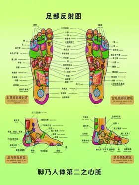 足部反射图