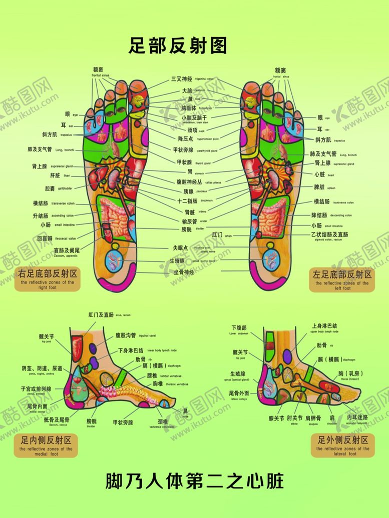 编号：22238510302356371115【酷图网】源文件下载-足部反射图