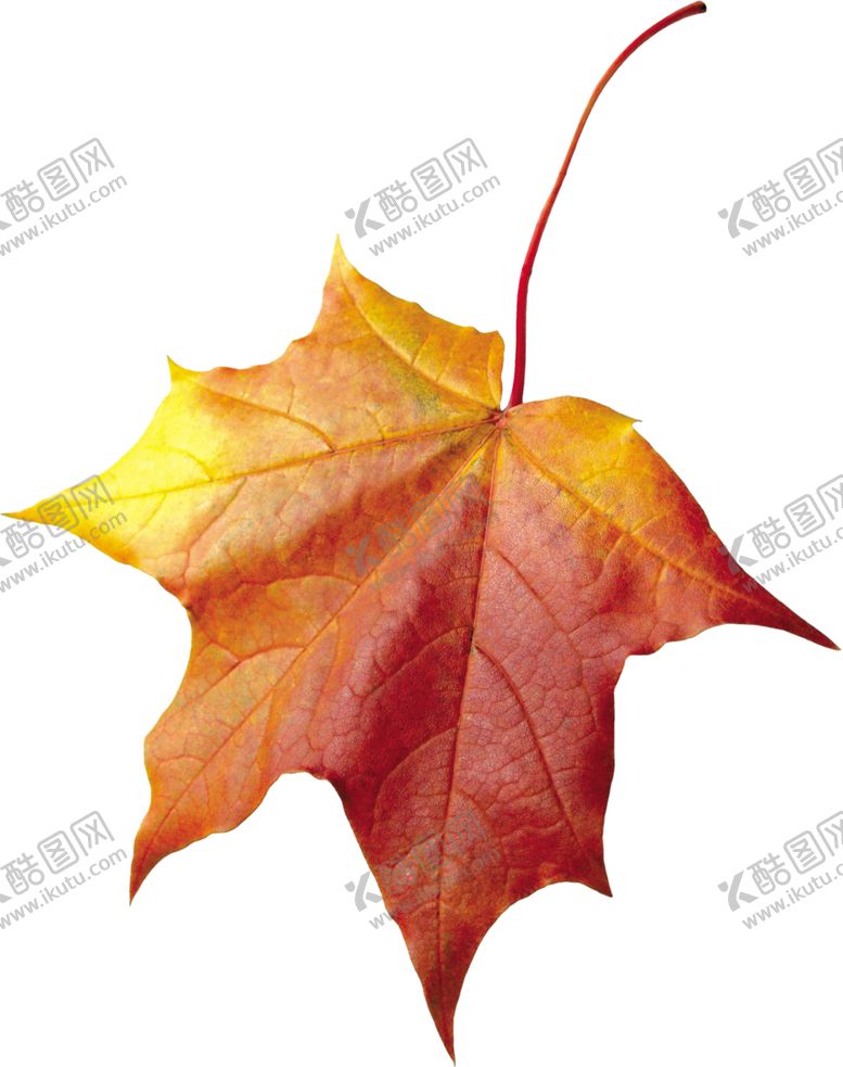 编号：86381805061929598719【酷图网】源文件下载-枫叶