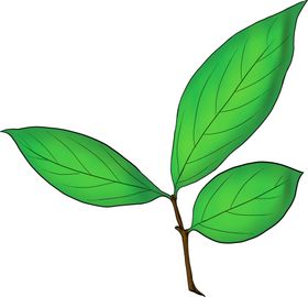 手绘小清新绿叶