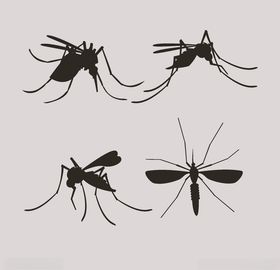 蚊子剪影 