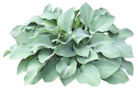 免扣花卉叶类植物素材