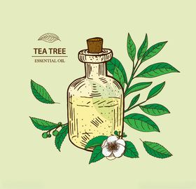植物线稿