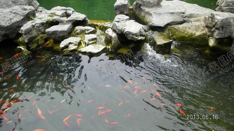 编号：58976209130242378451【酷图网】源文件下载-观赏鱼