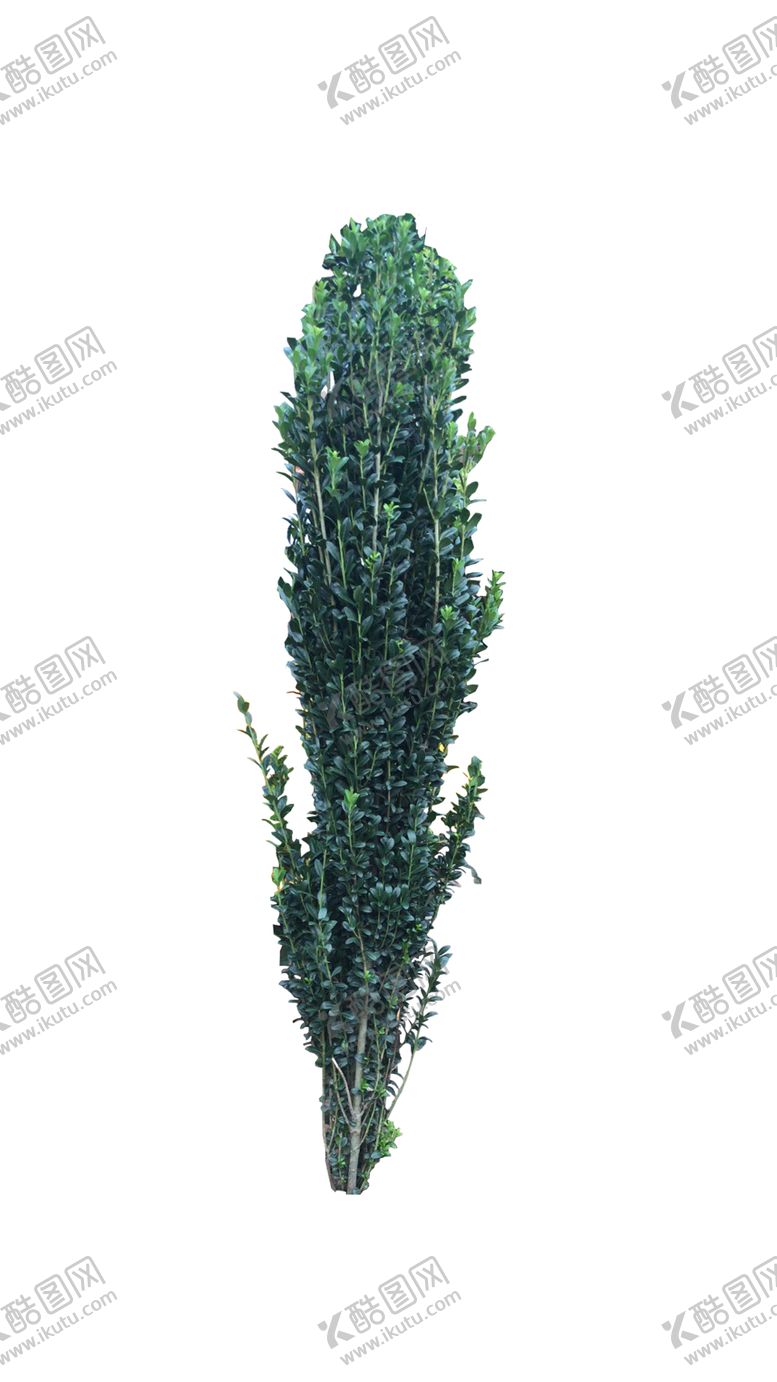 编号：78273904201151165564【酷图网】源文件下载-植物