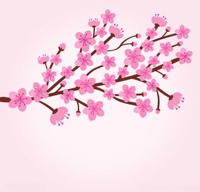 樱花