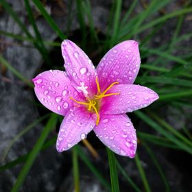 百合花草摄影植物自然景观