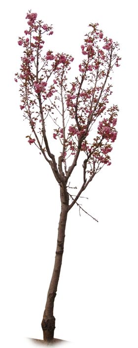 樱花树写实素材