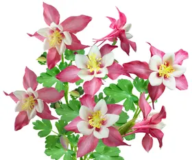 鲜花朵免扣素材素材植物
