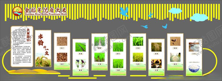 编号：19892801042306382070【酷图网】源文件下载-水稻的一生
