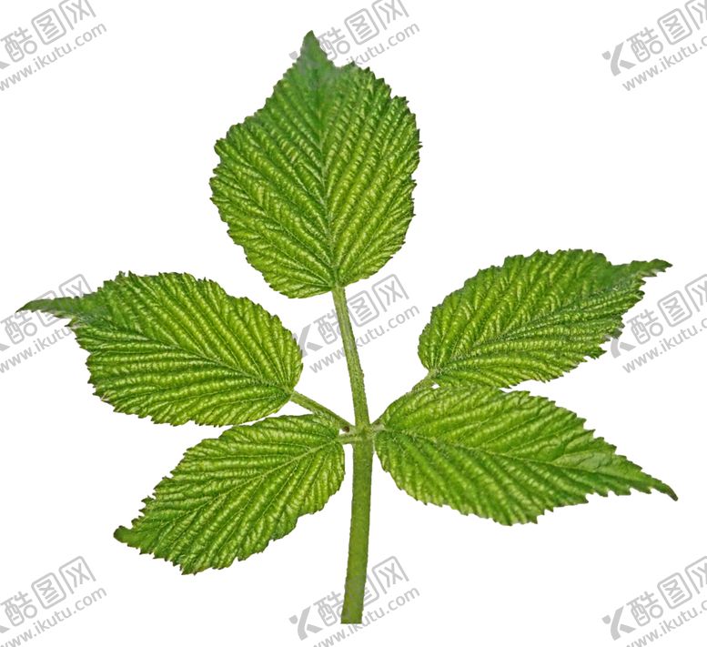 编号：83089509121628026453【酷图网】源文件下载-树叶