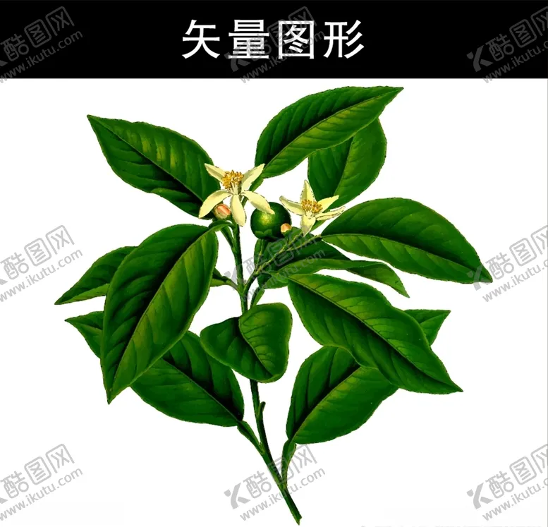 编号：36775103292246125234【酷图网】源文件下载-草药
