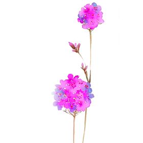 鲜花素材装饰清新康乃馨卉