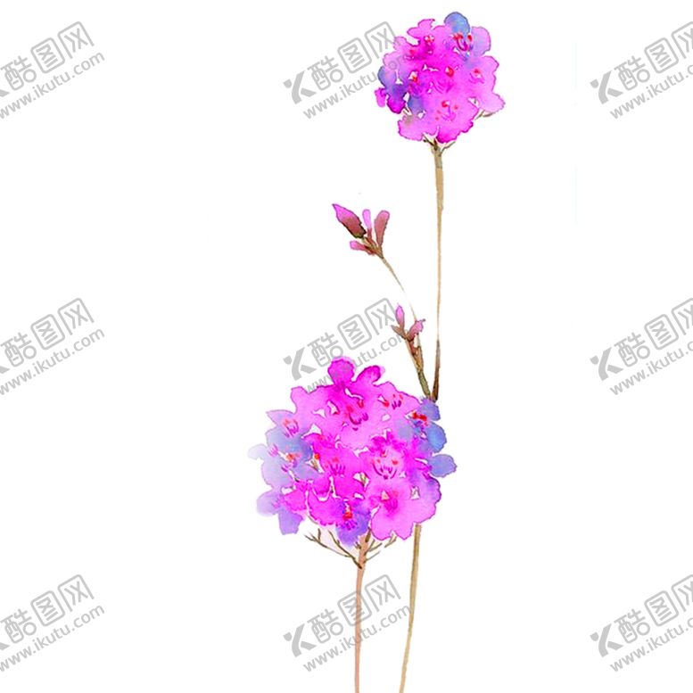 编号：93540805051218365635【酷图网】源文件下载-鲜花素材