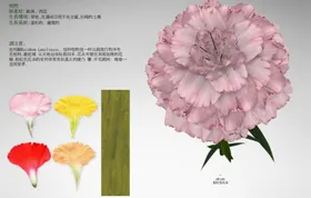 扶桑花装饰标签