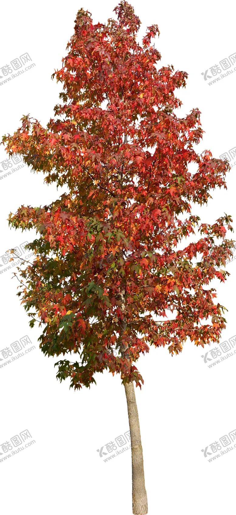 编号：73024911012057587554【酷图网】源文件下载-免扣树木素材