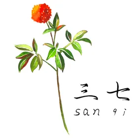 草本植物药材珊瑚槲寄生插画车叶